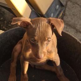 SCF2-Red - Chocolate and rust female Miniature Pinscher puppy in Middle Point, Ohio from Knisely's Min Pins-AKC