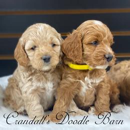 Cockapoo Puppies from Crandall’s Doodle Barn