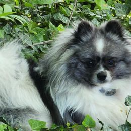 Mayzie - Pomeranian