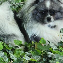 Mayzie - Pomeranian