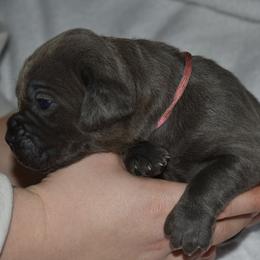 Pink - Gray female Cane Corso puppy in Sault Ste Marie, Michigan from Willow Creek Cane Corsos