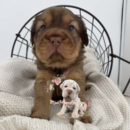Wallace - Fawn male Companion Cross puppy in Hugo, Oklahoma from Mini Hippo Land