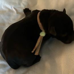 Zoro - Black male Miniature Schnauzer puppy in Newburgh, Indiana from Lakehouse Miniature Schnauzers of Southern Indiana