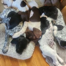 German Shorthaired Pointer Puppies from Lake Effect GSP's