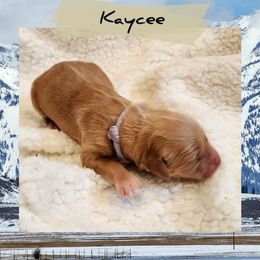 Kaycee - Dark golden female Golden Retriever puppy in Shelton, Washington from Kennedy Goldens
