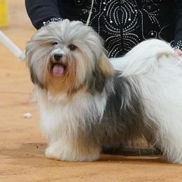 Josie - Havanese