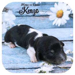 KENZO - AKC Registered - Black and tan male Dachshund puppy in Graceville, Florida from Misty's 101 Doxies