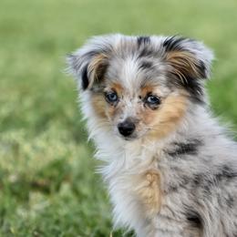 Toy Australian Shepherd Puppies from Shooting Stars Ranch Toy and Mini Aussies