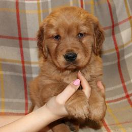 Nutmeg - Dark golden female Golden Retriever puppy in New Weston, Ohio from Bertke AKC Golden Retrievers and Bernese Mountain Dogs