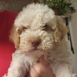 Matteo (brown collar) - Orange roan male Lagotto Romagnolo puppy in Lyman, Idaho from Regal Romagnolos
