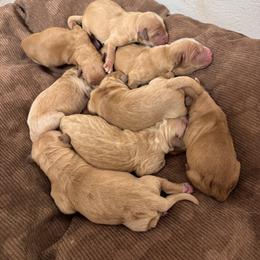 Golden Retriever Puppies from Adams Puppies