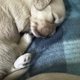 Boy 3 - Cream male Dachshund puppy in Collinston, Utah from RSP Mini Doxies