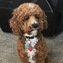 Teddy - Goldendoodle