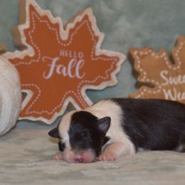 Girl 2 - Black tri-color female Australian Shepherd puppy in Pilot, Virginia from Obsidian Australian Shepherd