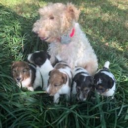 Bauerson - Wire Fox Terrier