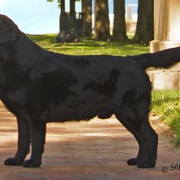 Golden Retrievers and Labrador Retrievers from Devanley Labradors