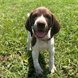 Brown - Liver and white male German Shorthaired Pointer puppy in Newton Grove, North Carolina from Wayalife Labradors & Gsp’s