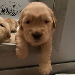Golden Retriever Puppies from Sonador Golden Retrievers