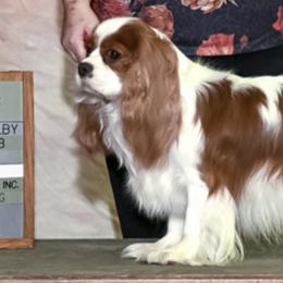 Chance - Cavalier King Charles Spaniel