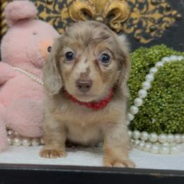 Dot - Dapple female Dachshund puppy in Collins, Georgia from Liberty Longhair Dachshunds