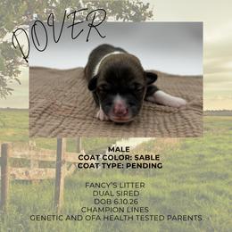Dover - Sable male Pembroke Welsh Corgi puppy in Elberta, Utah from 3F Farms- Pembroke Welsh Corgis and Irish Wolfhounds