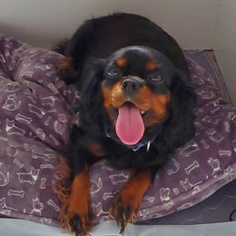 Penelope - Cavalier King Charles Spaniel