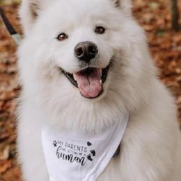 Samoyed All Grown Up from Stirling Silver Samoyeds