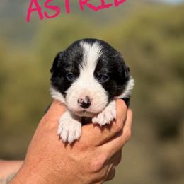 Astrid - Black and white female Border Collie puppy in Sanger, California from Flying M Cactus Ranch Buddies