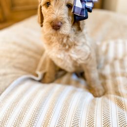 Girl 2 - Cream Goldendoodle puppy in Valley Center, California from AweStrunk Farms