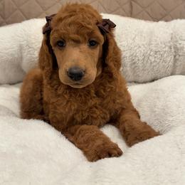 Brown collar girl - Red  female Poodle puppy in Riverside, California from Riverside red poodles