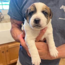 Flash - White and tan male Russell Terrier puppy in Orange, Virginia from Woodside