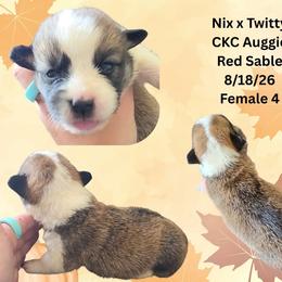 Female 4 - Sable female American Corgi puppy in Campbellsburg, Indiana from Kates Corgis