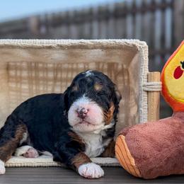 Zion - Tri-color male Bernedoodle puppy in Lake Charles, Louisiana from Journey Doodles