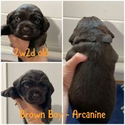 Boykin Spaniel Puppies from Camelot Creek Kennels