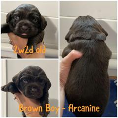 Boykin Spaniel Puppies from Camelot Creek Kennels