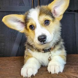 Tamarack - Black and tan male Pembroke Welsh Corgi puppy in Fortine, Montana from North Star Pembroke Welsh Corgi's