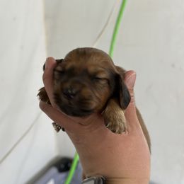 Girl 2 - Sable Dachshund puppy in Las Animas, Colorado from J&D Dachsies