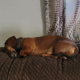 Moose - Dachshund