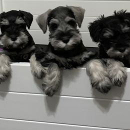 Miniature Schnauzer Puppies from Caesars Creek Miniature Schnauzers
