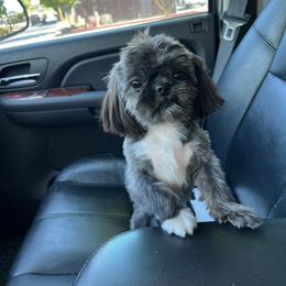 Cricket - Shih Tzu