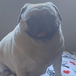 Lyanna - Pug