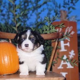 Pembroke Welsh Corgi Puppies from Top-Notch Paws
