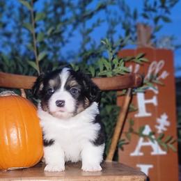 Pembroke Welsh Corgi Puppies from Top-Notch Paws