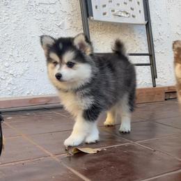 Inky - Black and white male Pomsky puppy in Orange County, California from Pomsky Playpen