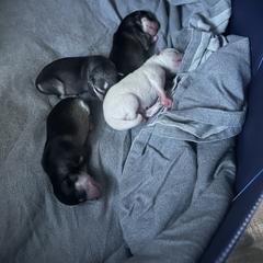 Alaskan Klee Kai Puppies from Kyrie Mulalley