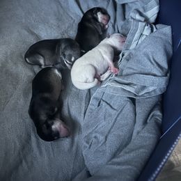 Alaskan Klee Kai Puppies from Kyrie Mulalley