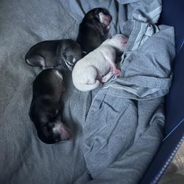 Alaskan Klee Kai Puppies from Kyrie Mulalley