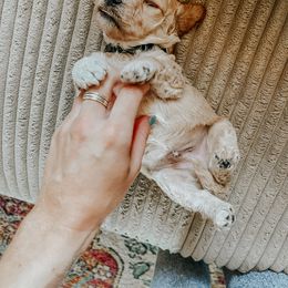 Aussiedoodle and Goldendoodle Puppies from Mackedoodles