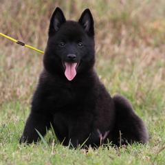 Schipperke All Grown Up from Safari Schipperkes