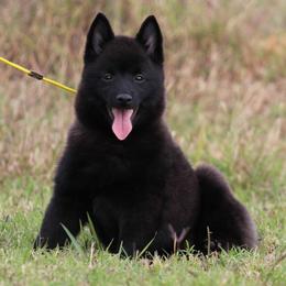 Schipperke All Grown Up from Safari Schipperkes